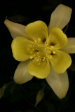 Aquilegia chrysantha RCP5-2012 204.JPG